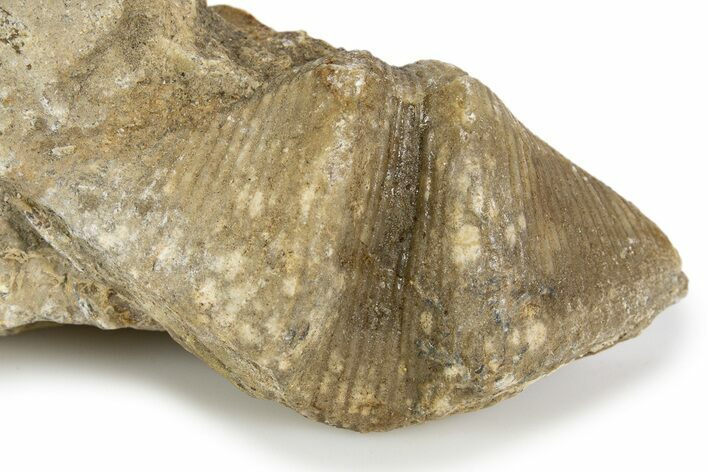 Fossil Brachiopod (Cyrtospirifer) - Russia #322161